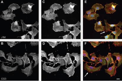 Figure 20