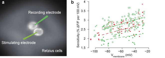 Figure 1—figure supplement 1.