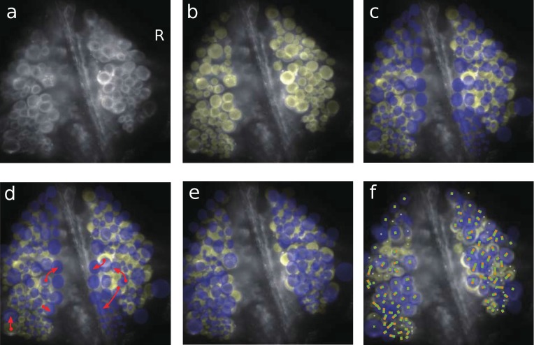 Figure 3—figure supplement 1.