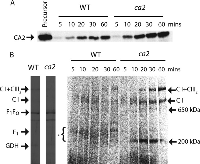 FIGURE 5.