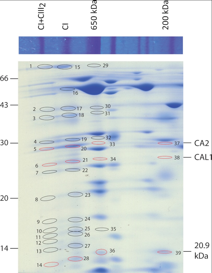 FIGURE 1.