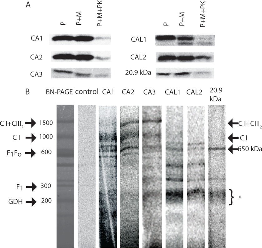 FIGURE 4.