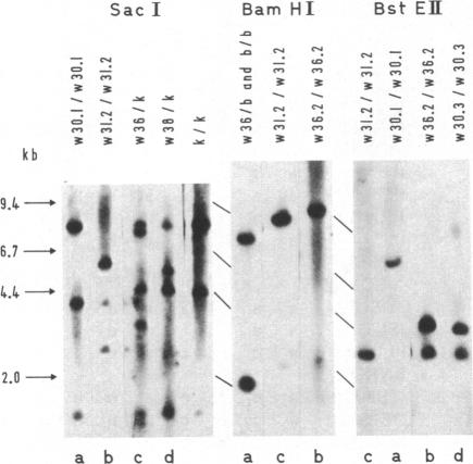 graphic file with name pnas00349-0276-b.jpg