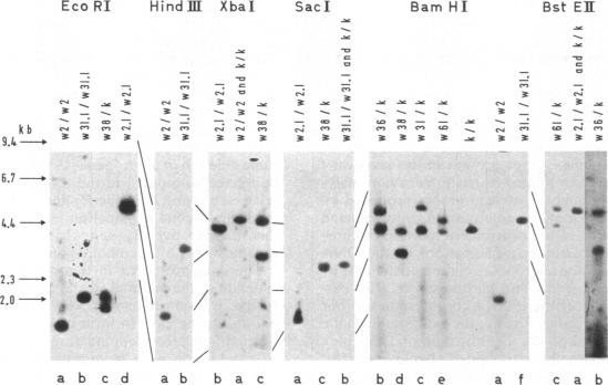 graphic file with name pnas00349-0276-c.jpg