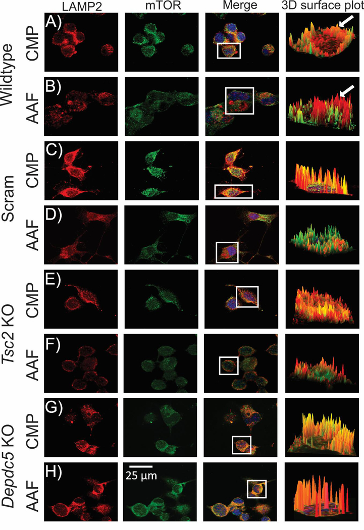 Figure 5: