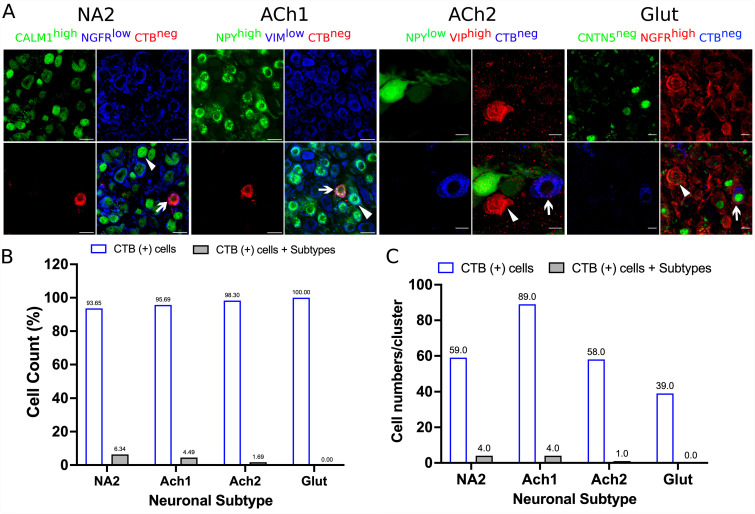 Figure 1—figure supplement 7.