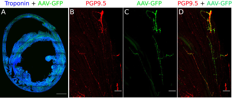 Figure 1—figure supplement 2.