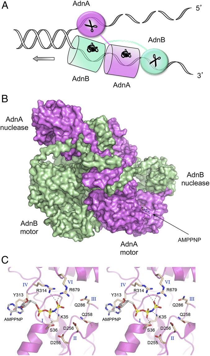 Fig. 1.