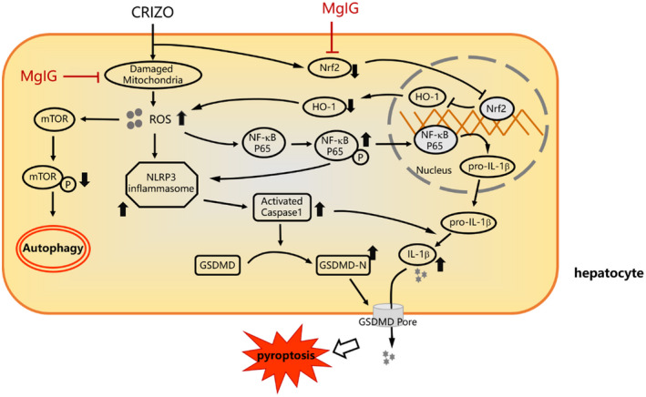 FIGURE 6