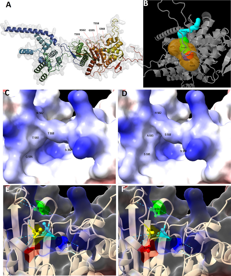 Molecular models depict protein structures with highlighted mutation sites. Close-up views illustrate surface and internal structures around mutation sites.