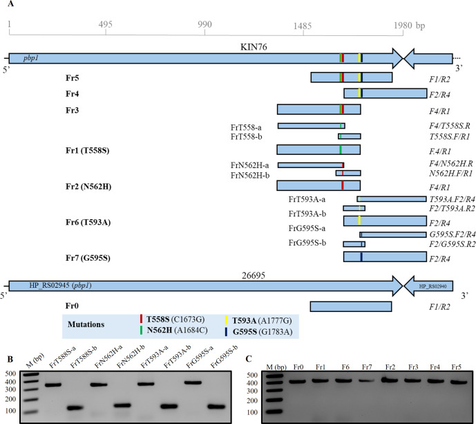 An illustration depicts mutations in the pbp1 gene fragments with corresponding primers. Gel electrophoresis depicts the successful amplification of mutant fragments and various fragments.