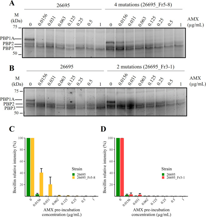 Gel images depict protein band intensity at different antibiotic concentrations for strains with mutations compared to the control. Bar charts display relative bocillin intensity and the effect of pre-incubation with amoxicillin on protein binding.