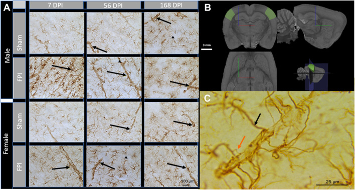 FIGURE 1