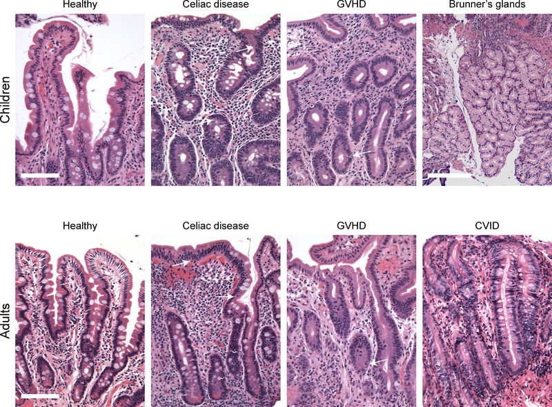 Figure 1: