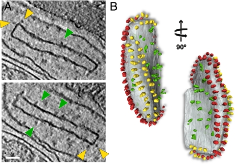 Fig. 4.