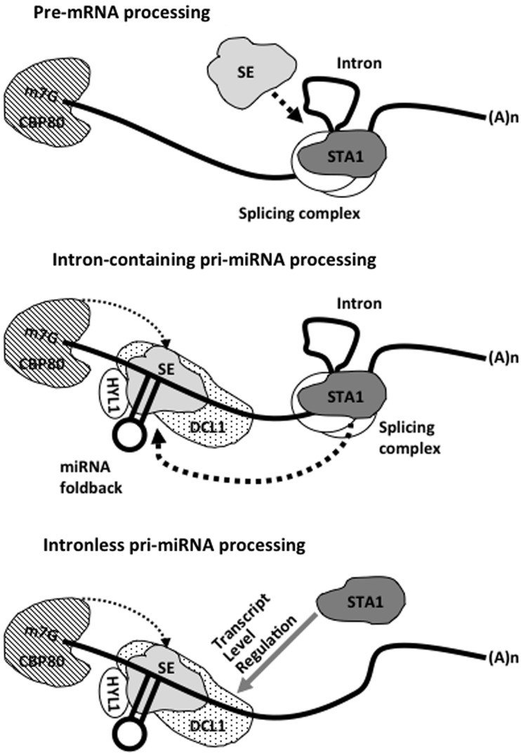 Figure 7.