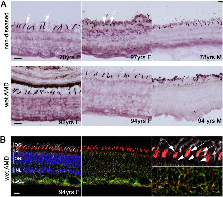 Figure 5