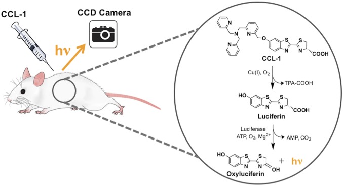 Fig. 1.