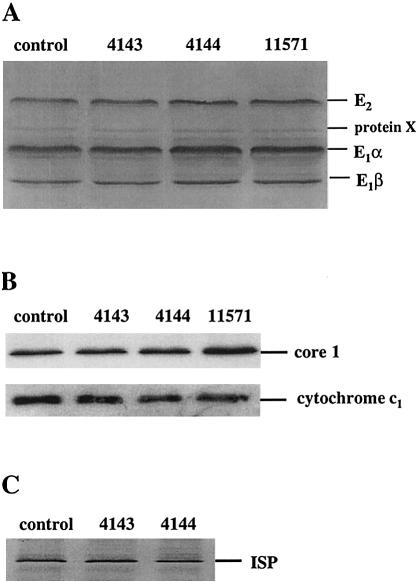 Figure  2