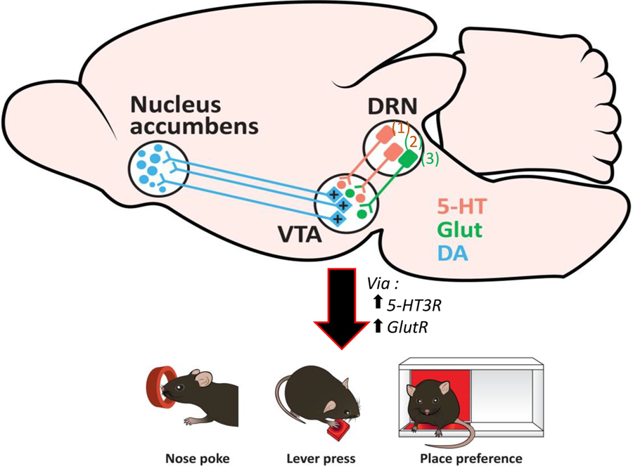 Figure 1: