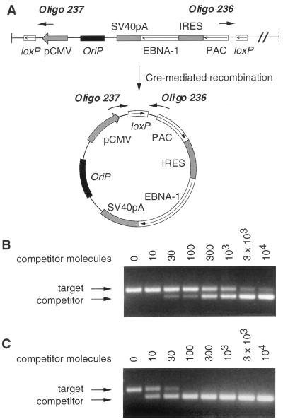 FIG. 6