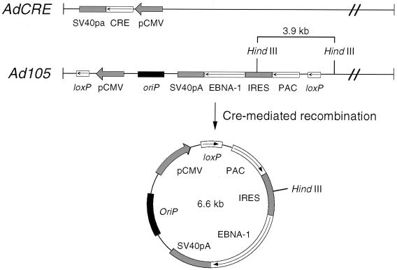 FIG. 1