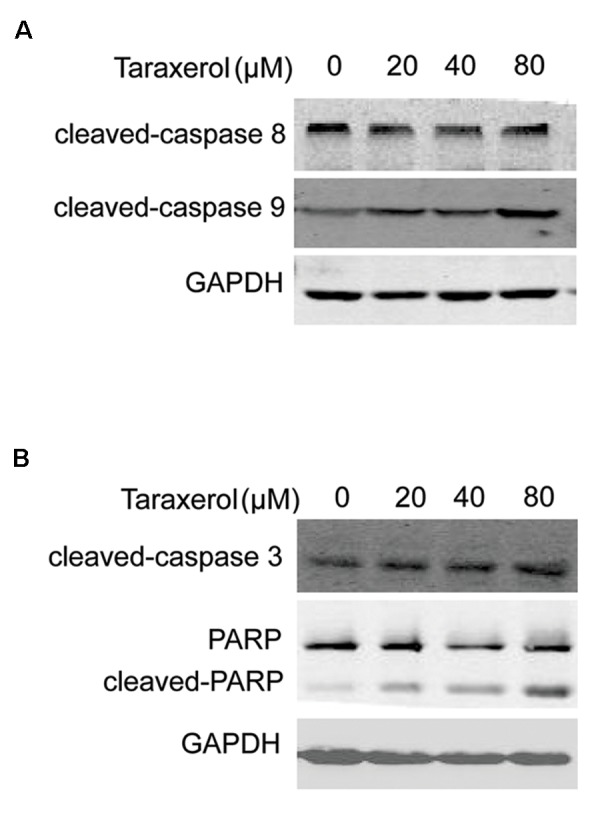 Fig.5