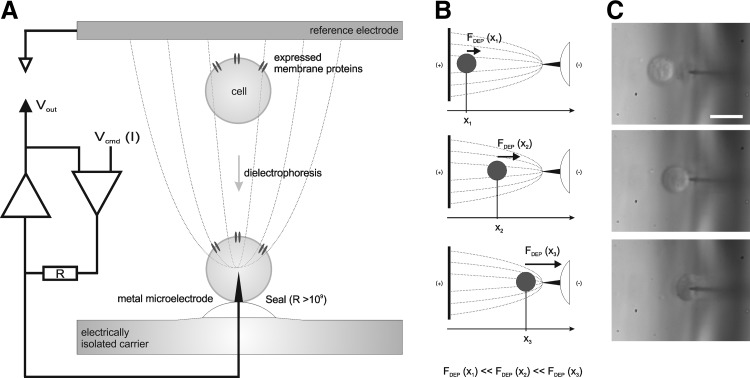 Fig. 1.