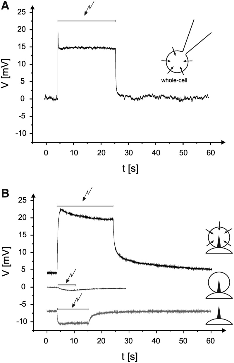 Fig. 3.