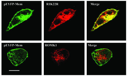 Fig. 8.