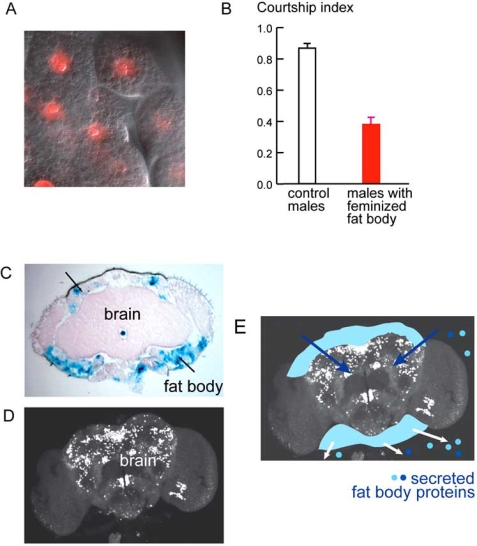 Fig. (3). Sex specific factors from the fat body are essential for courtship.