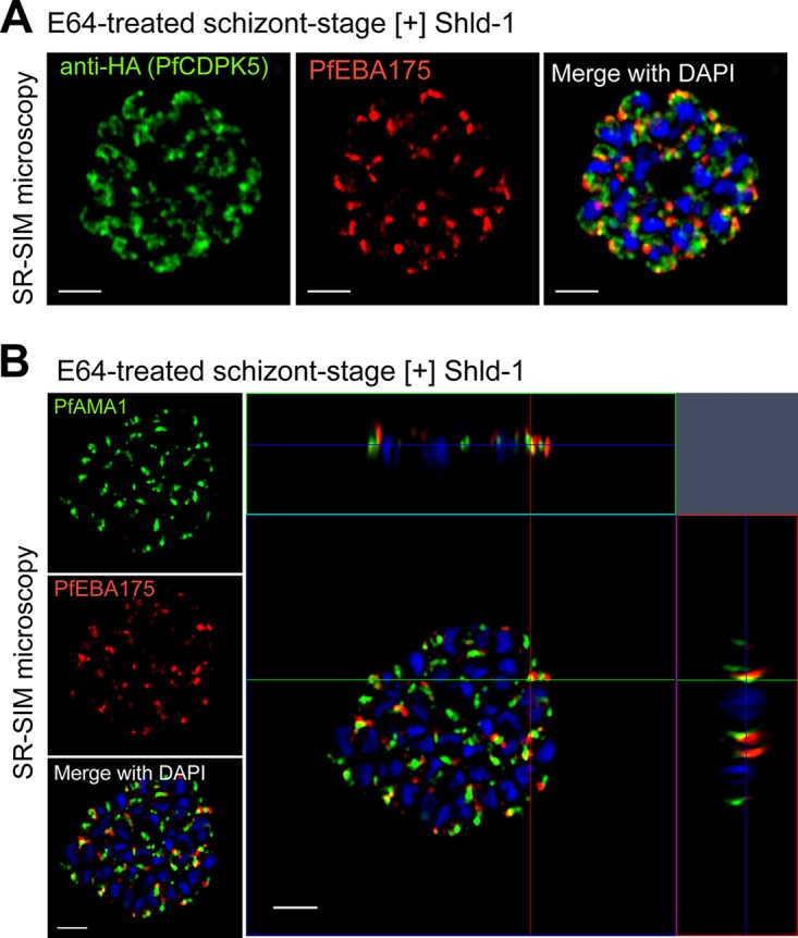 FIG 2 