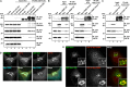 FIGURE 6: