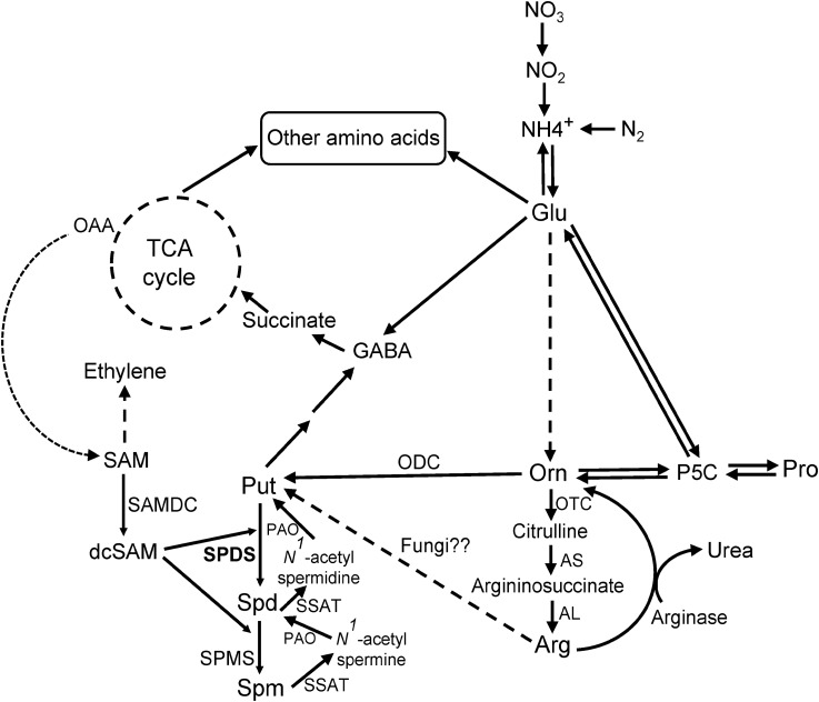 FIGURE 1