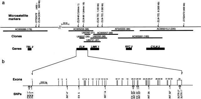 Figure  3