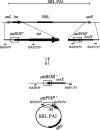 FIG. 1.
