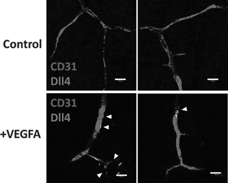 FIG. 8.