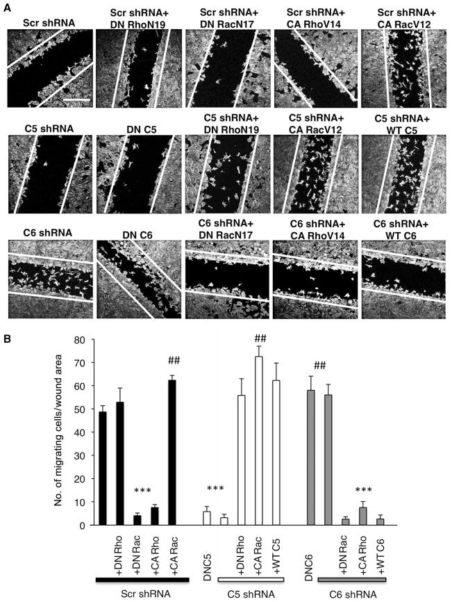 Fig. 7