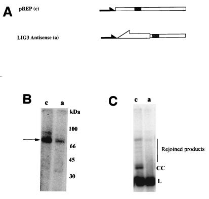 FIG. 6