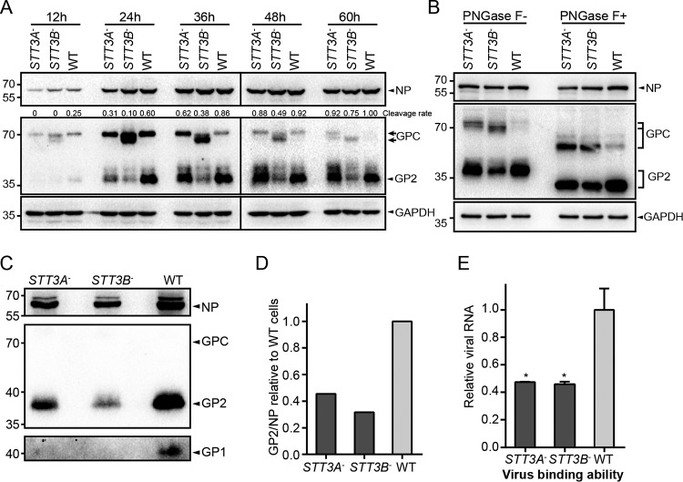 FIG 6