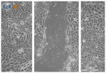 graphic file with name biomolecules-11-00058-i031.jpg