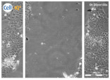 graphic file with name biomolecules-11-00058-i039.jpg