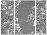 graphic file with name biomolecules-11-00058-i028.jpg