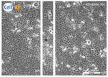 graphic file with name biomolecules-11-00058-i041.jpg