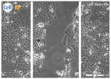 graphic file with name biomolecules-11-00058-i040.jpg