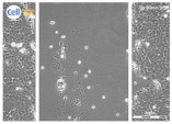 graphic file with name biomolecules-11-00058-i042.jpg