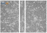 graphic file with name biomolecules-11-00058-i032.jpg