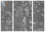 graphic file with name biomolecules-11-00058-i043.jpg