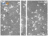 graphic file with name biomolecules-11-00058-i029.jpg