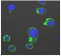 graphic file with name biomolecules-11-00058-i019.jpg